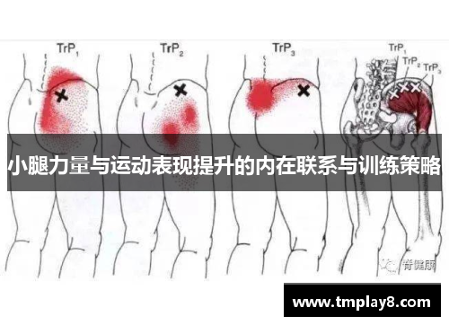 小腿力量与运动表现提升的内在联系与训练策略